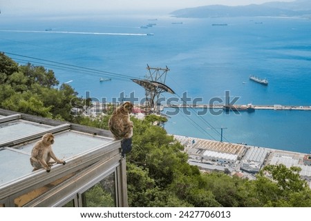 Selective focus on cable car structure with Two macaques of Gibraltar (Macaca sylvanus) sitting and thoughtful and ship harbor in the background