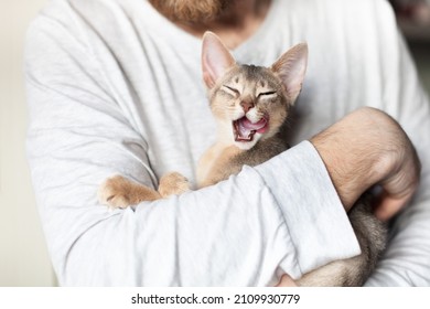 Selective Focus On Cats Mouth. Close Up Of Little Grey Cat Licking With Tongue In Mans Hands. Cute Abyssinian Kitten Of Blue Color With Closed Eyes. Tasty Food For Domestic Animal. World Cat Day.