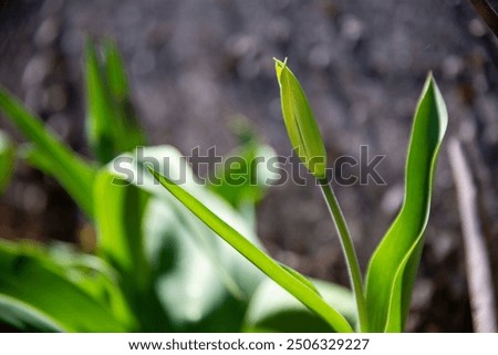 Selective focus on the closed bud of a tulip, Tulipa, Liliopsida, Liliaceae, against a rock wall, Italy