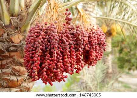 Selective focus on the clusters of dates