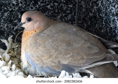 2,027 Pigeon fur Images, Stock Photos & Vectors | Shutterstock