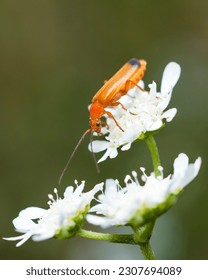 Selective focus on Common Red Soldier Beetle on white wild flower, Rhagonycha Fulva