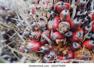 Selective Focus On Damaged Oil Palm Fruit And Crop Failure Causes Prices To Fall