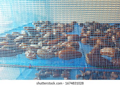 selective focus on date palm fruits  in net for dried process by sunlight, Food preservation