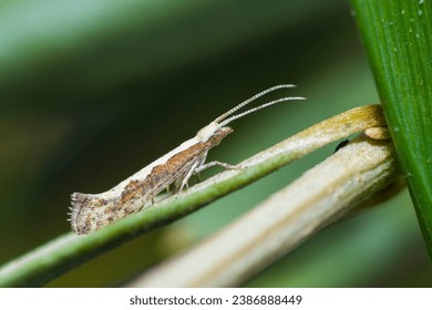 Selective focus on Diamondback Moth, Plutella Xylostella
