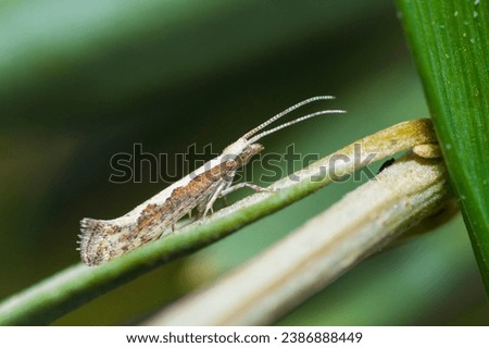 Selective focus on Diamondback Moth, Plutella Xylostella