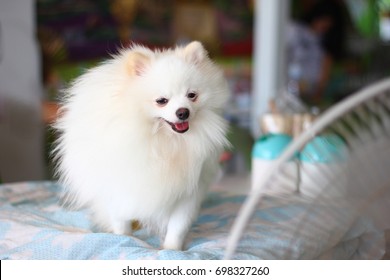 Selective Focus On Dog Face,  White Dog Feels Comfortable Blowing In Front Of The Fan, Softy And Burred Background 