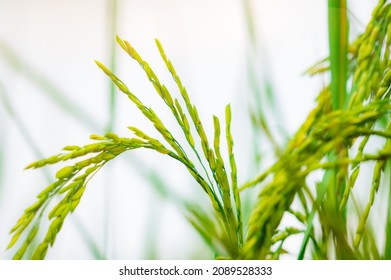 Selective Focus On Ear Of Rice. Organic Rice Farm In Asia. Rice Price In The World Market Concept. Plant Cultivation. Research And Development Rice Cultivars For The Sustainable Agricultural System.