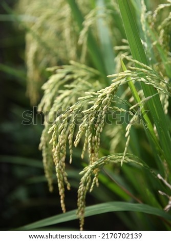 Selective focus on ear of rice. Green paddy field. Rice plantation. Organic rice farm in Asia. Rice price in the world market concept. Beautiful nature of farm land. Paddy field. Plant cultivation.