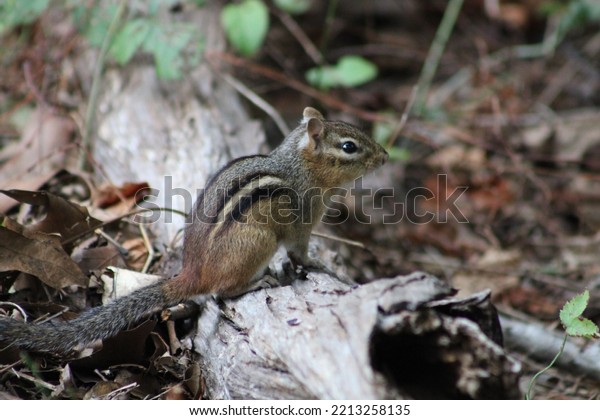 Selective focus on an eastern chipmunk scurrying\
across the forest\
floor.