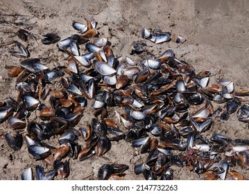 selective focus on empty mussel shells in the sand. Natural background of black open mussel shells