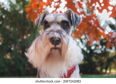 Selective Focus On Eyes. Portrait Of A Schnauzer Outdoors With Orange And Green Trees. The Dog Has A Long Beard And Mustache, Salt And Pepper In Color.