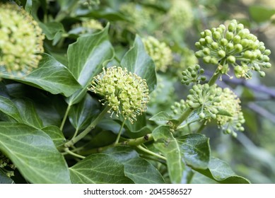 Selective focus on the flower of the Hedera helix, common name ivy