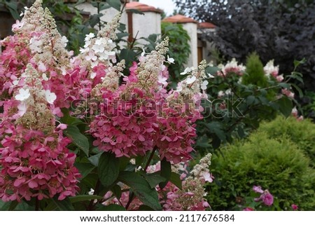 Selective focus on flowers paniculate hydrangea pinkie winky. Blooming hydrangea bush in garden design.