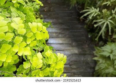 Selective Focus On Freshness Adiantum Green Ferns With Moisture Of Water From Morning Dew With Blurry Wooden Pathway In Garden Backyard On Spring And Summer Tropical Background.
