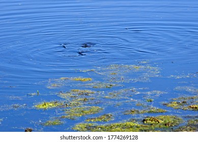 63 Bowfin Fish Images, Stock Photos & Vectors | Shutterstock