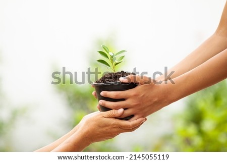 Selective focus on the hand, the boy's hand is sending a pot of plant saplings. to the hand of a woman In a pot there is a growing seedling. planted with black soil The background is blurry green tree