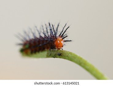 Selective Focus On The Head Of A Tawny Coster Larva Or Caterpillar In Its 3rd Or 4th Instar Feeding On The Outer Skin Layer Of A Vine Of Passiflora Foetida.