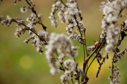 Selective Focus On Ladybug Crawling On Inflorescences Of Dry Grass On Green And Yellow Background With Copy Space. Natural Background Of Ladybird And Wild Dried Flowers. Autumn Season Concept.