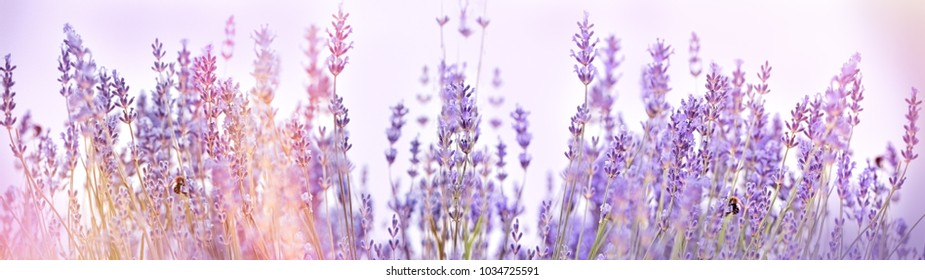 Selective focus on lavender flower in flower garden - lavender flowers lit by sunlight