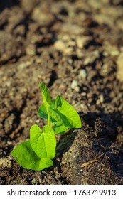 Selective Focus On Little Seedling Plant Growing In Black Soil During Summer Morning Sunlight. Earth Day Concept.