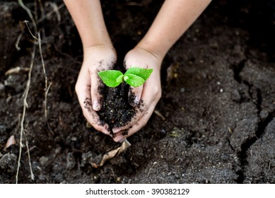 Selective Focus On Little Seedling In Black Soil On Child Hand. Earth Day Concept.