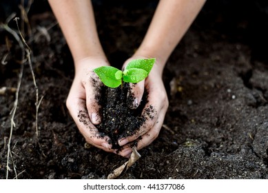 Selective focus on Little seedling in black soil on child hand. Earth day concept. - Shutterstock ID 441377086