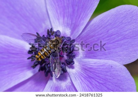 Selective focus on Marmalade Hover Fly, Episyrphus Balteatus, on a purple poppy anemone flower, Anemone Coronaria