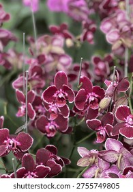 Selective Focus on Maroon Moth Orchids with White Picotee Edges.
A close-up shot of deep maroon Phalaenopsis orchid blossoms with a blurred background. The focus highlights the intricate center and white-rimmed petals of the central flowers, creating a soft, professional floral aesthetic.