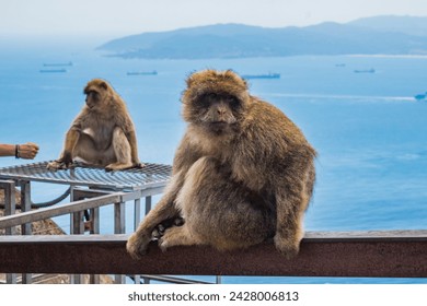 Selective focus on a monkey of Gibraltar (Macaca sylvanus) sitting and blurred monkey with sea in background