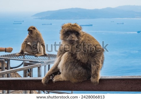 Selective focus on a monkey of Gibraltar (Macaca sylvanus) sitting and blurred monkey with sea in background