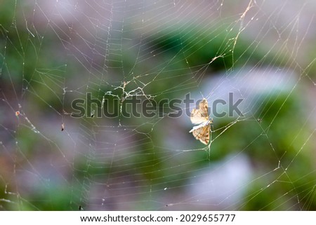 selective focus on a moth caught in a spider's web