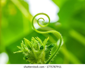 Selektiver Fokus auf den Schnurrbart einer Gurke, Nahaufnahme. Der Schnurrbart der Pflanze wird in Form einer Spirale und eines Ringes verdreht. Abstraktes Bild in Form eines Schwans mit starker Unschärfe. Leerzeichen kopieren