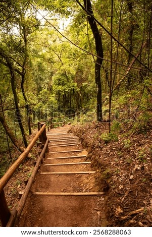 Selective focus on native forest trail leading to a waterfall, with lush green vegetation and clear, vibrant details.