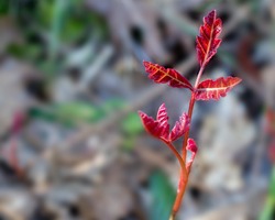 Selective Focus On New, Red, Young Leaves Of The Pacific Poison Oak, Toxicodendron Diversilobum,  In Nature In California