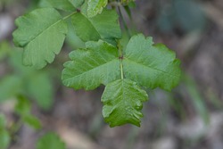 Selective Focus On New, Young Green Leaves Of The Pacific Poison Oak, Toxicodendron Diversilobum,  In Nature In California In The Beginning Of The Spring