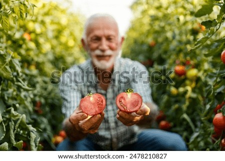 Selective focus on old vegetable grower's hands holding two halves of fresh ripe tomato and showing it at camera.