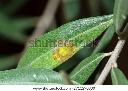 Selective focus on an olive leaf with Peacock Spot caused by Spilocaea Oleaginea