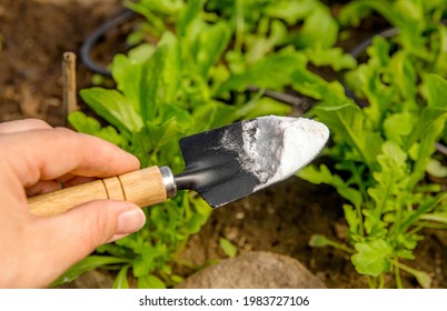 Selective focus on person hand holding gardening trowel spade with pile of baking soda, blurred salad plants. Using baking soda, sodium bicarbonate in home garden and agricultural field concept.  - Shutterstock ID 1983727106
