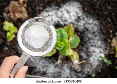 Selective focus on person hand holding sieve with baking soda, blurred salad plants on background. Using baking soda, sodium bicarbonate in home garden and agricultural field concept. - Shutterstock ID 2195810409