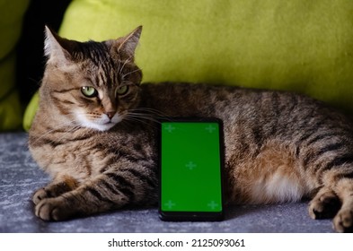 Selective Focus On Phone With Greenscreen Of Chromakey Mockup With Tracking Markers Next To Cat. Green Screen And Chroma Key With Copy Space. The Concept Of Pets.