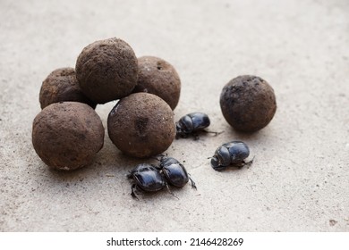 Selective focus on pile of soil dung balls and dung beetles. Roll dung into round balls. Concept : weird wildlife animals.                                                         