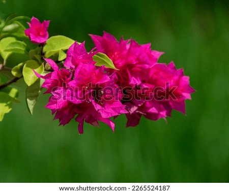 Selective focus on pink bougainvillea on a green background