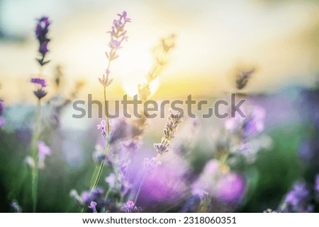 Selective focus on purple lavender flowers on sunset background