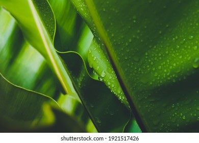 Selective focus on rain drop and dew on the leaf of bird's nest fern with bulr background in the rainy season