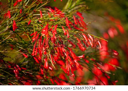 Selective focus on Red Fountainbush flowers (Russelia equisetiformis) against blurred green background. Bokeh light effect.