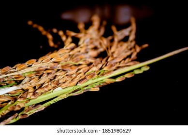 Selective Focus On Rice Grains. The Panicles Of Rice Crop After Harvesting From The Field Of India.