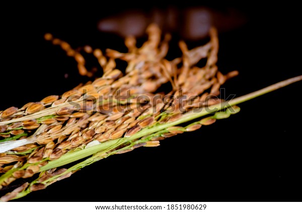 Selective focus on rice grains.\
The panicles of rice crop after harvesting from the field of\
India.