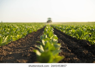 Selective focus on a row of young tobacco plants in a field. In the blurred background, a tractor is cultivating a tobacco field.