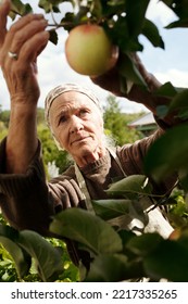 Selective Focus On Senior Female Farmer Picking Ripe Apples In The Garden By Her Summer House While Looking At Fruit Hanging On Branch